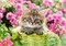 500 Piece Jigsaw Puzzle, Kitten in Flower Garden, Cat puzzle, Kittie puzzle, Cute cat, Adult Puzzle, Castorland B-52974